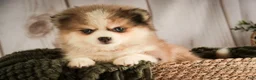 Pomsky dogs for sale: Sebastian - Ad 5