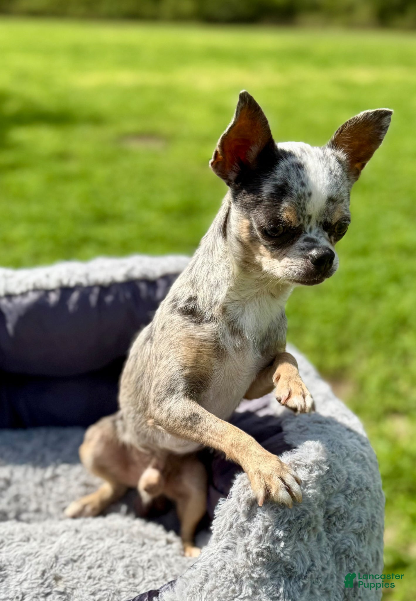 Chihuahua dogs Pearl - Ad 2