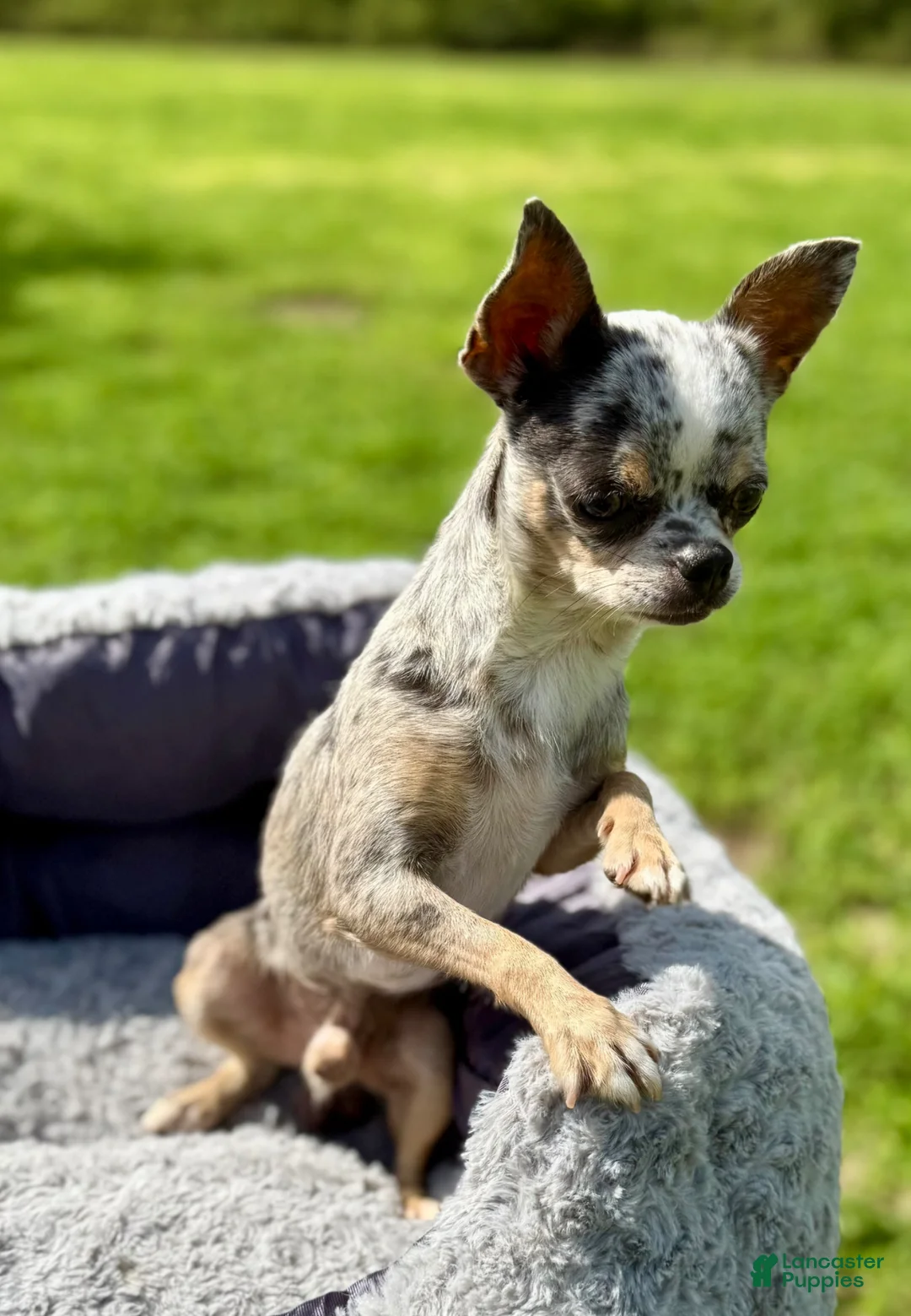 Chihuahua dogs for sale: Pearl - Ad 2
