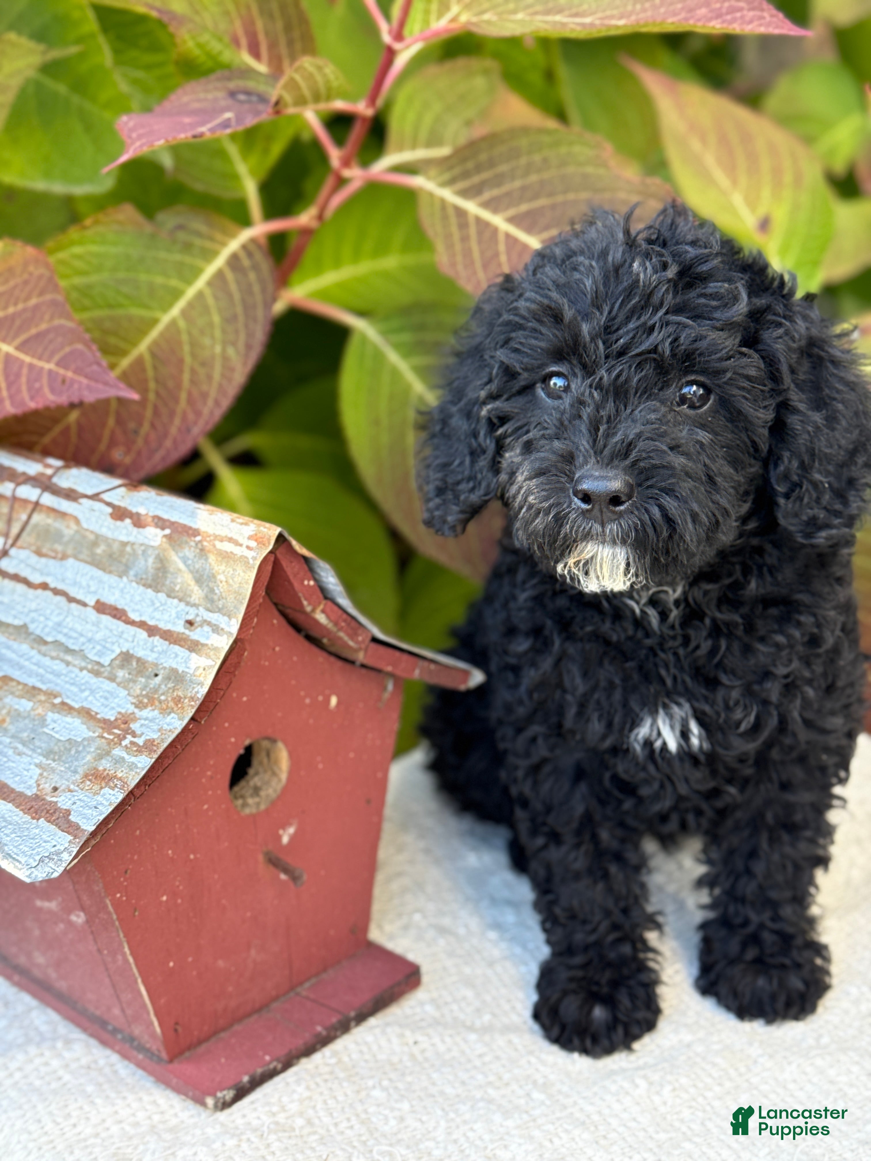 Mini Goldendoodle dogs Jinx - Ad 34