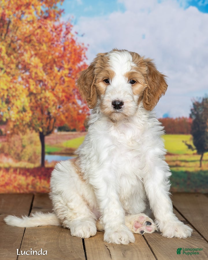 Goldendoodle dogs Lucinda - Ad 1