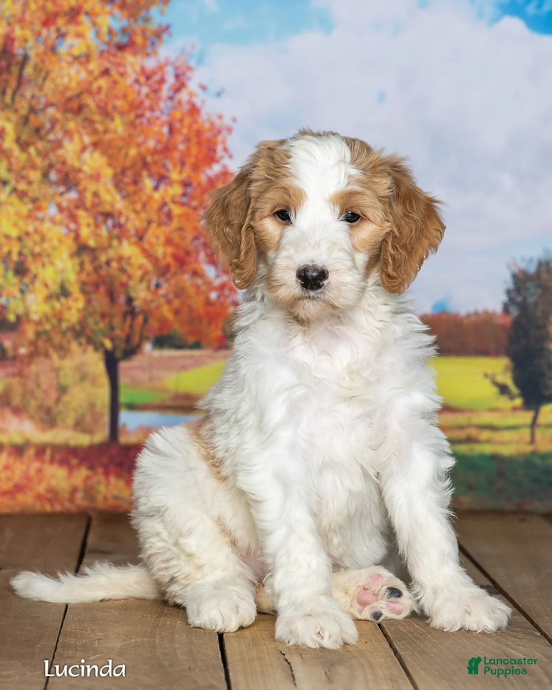 Goldendoodle dogs for sale: Lucinda - Ad 1