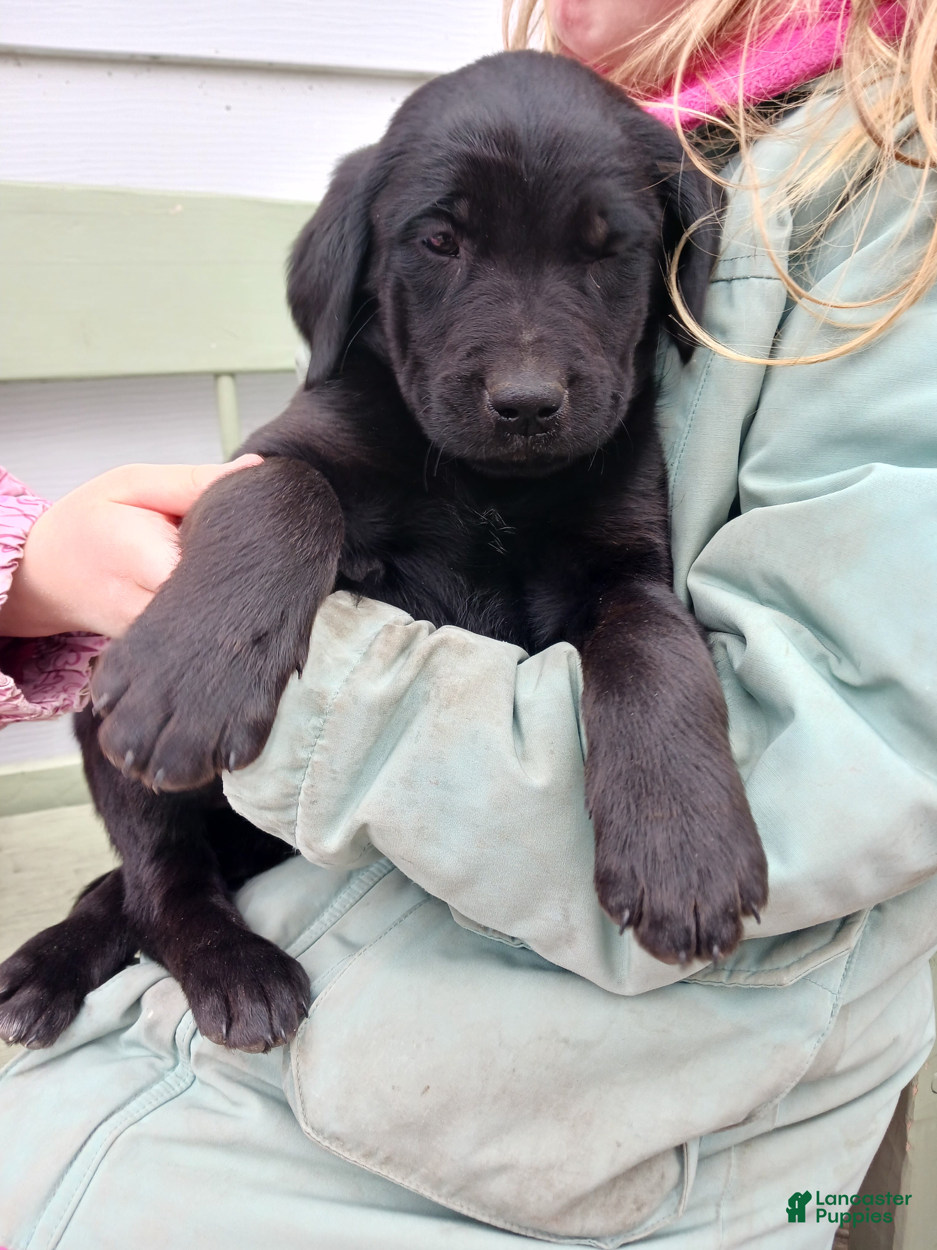 Mixed Breed dogs Mixed Breed Puppy 5 Labrador lady  - Ad 2