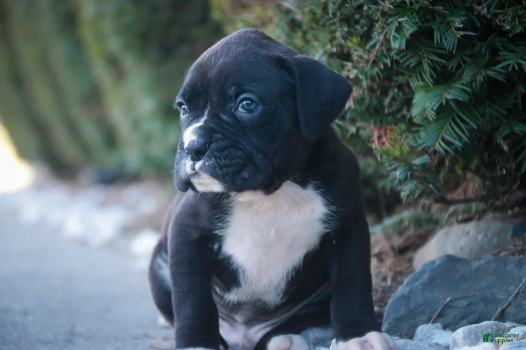 Boxer dogs for sale: Wayne - Ad 2