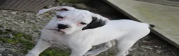 Boxer dogs for sale: Harold - Ad 4