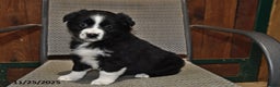 Australian Shepherd dogs for sale: Polly - Ad 3