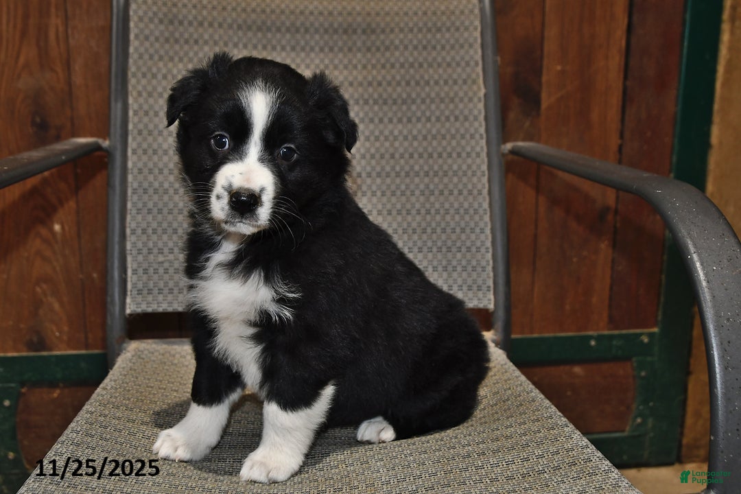Australian Shepherd dogs for sale: Polly - Ad 3