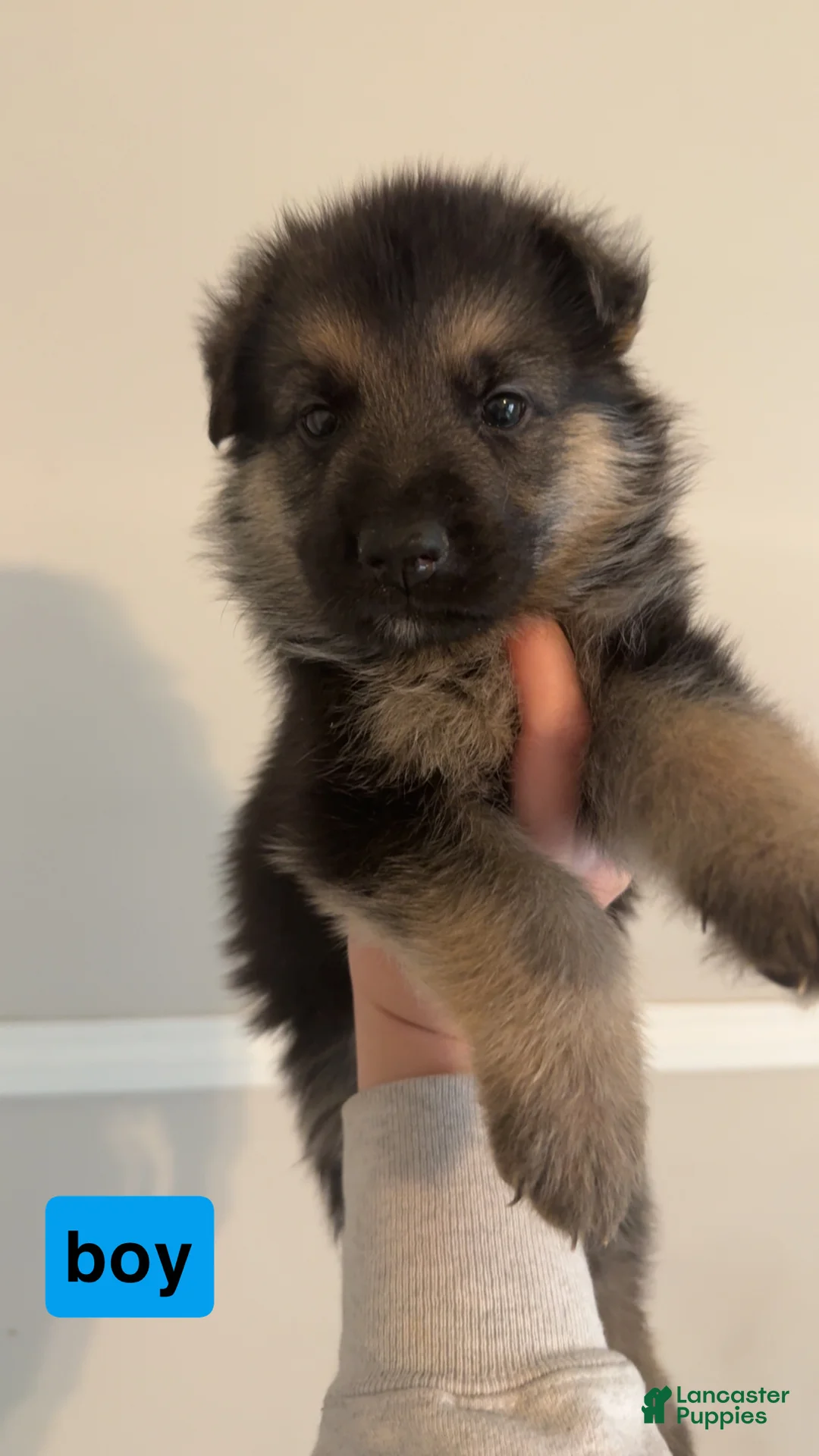 German Shepherd dogs for sale: German Shepherd Puppy 9 - Ad 1