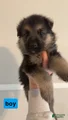 German Shepherd Puppy 9