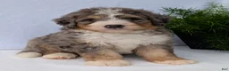 Mini Bernedoodle dogs for sale: Mini Baker  - Ad 14