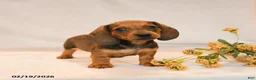 Miniature Dachshund dogs for sale: Oscar - Ad 1