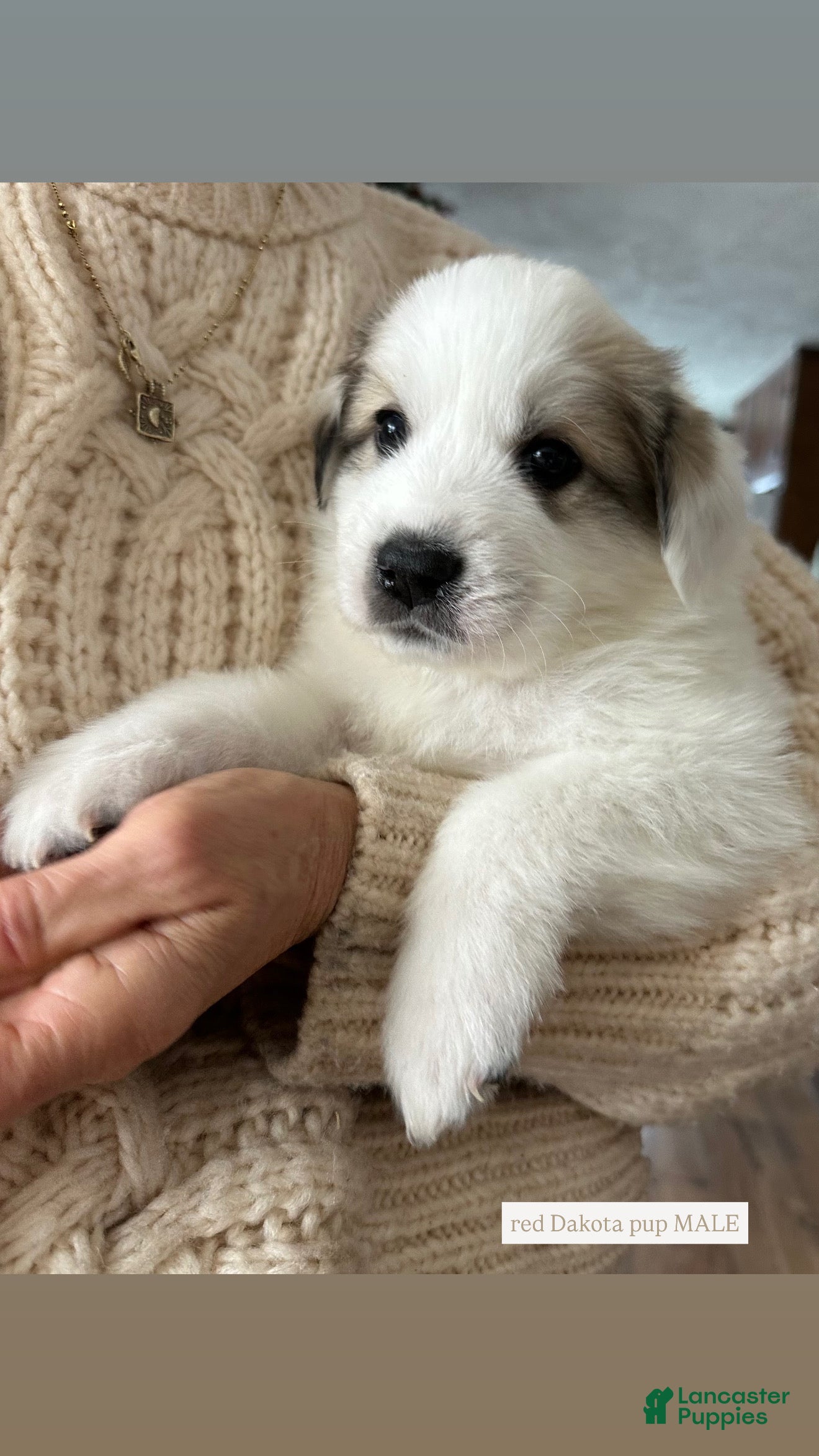 Great Pyrenees dogs Red - Ad 18