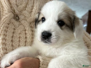 Great Pyrenees dogs Red - Ad 18