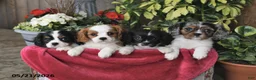 Cavalier King Charles Spaniel dogs for sale: Jan - Ad 3