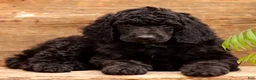 Standard Poodle dogs for sale: Danny - Ad 2
