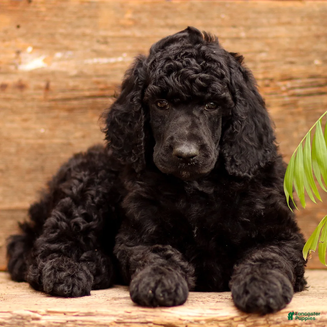 Standard Poodle dogs for sale: Danny - Ad 2