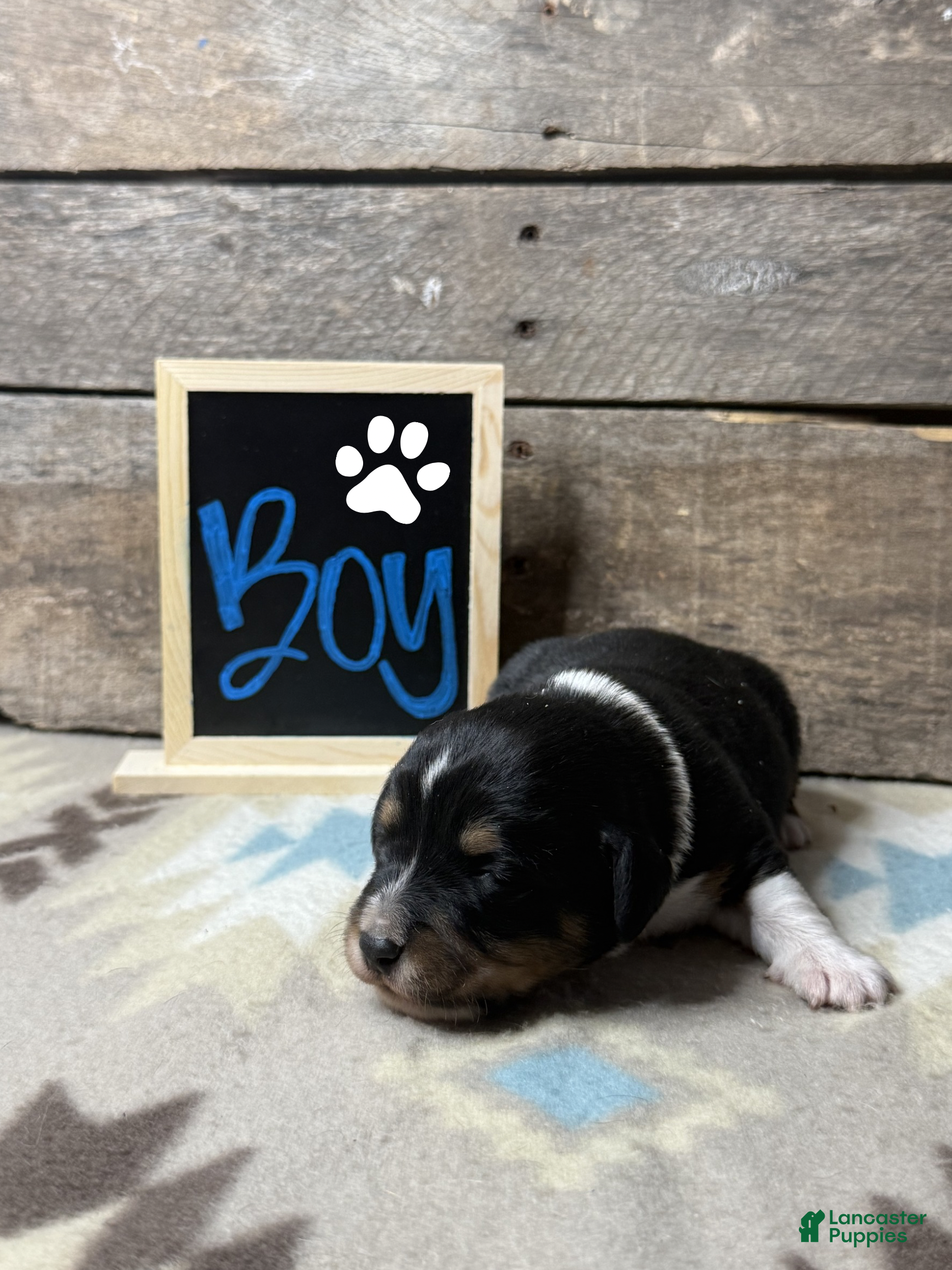 Mixed Breed dogs Mixed Breed Puppy 2 - Ad 1