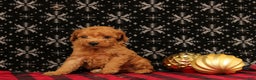 Miniature Poodle dogs for sale: Wagler - Ad 4