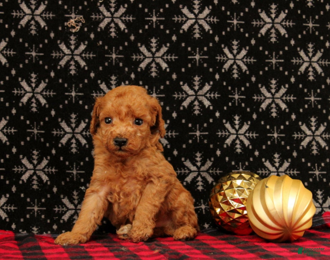 Miniature Poodle dogs for sale: Wagler - Ad 4