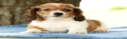 Miniature Dachshund dogs for sale: Jesse - Ad 3