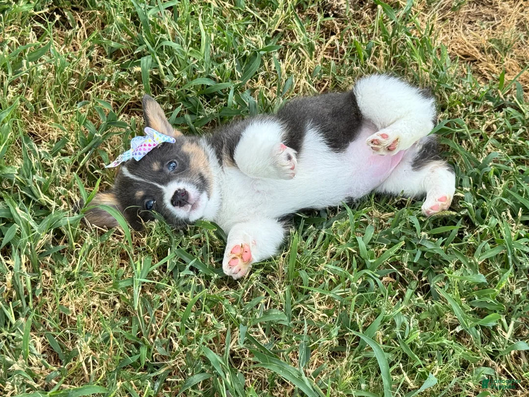 Welsh Corgi Pembroke dogs for sale: Glory - Ad 2