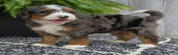 Mini Bernedoodle dogs for sale: Mini Jett - Ad 16
