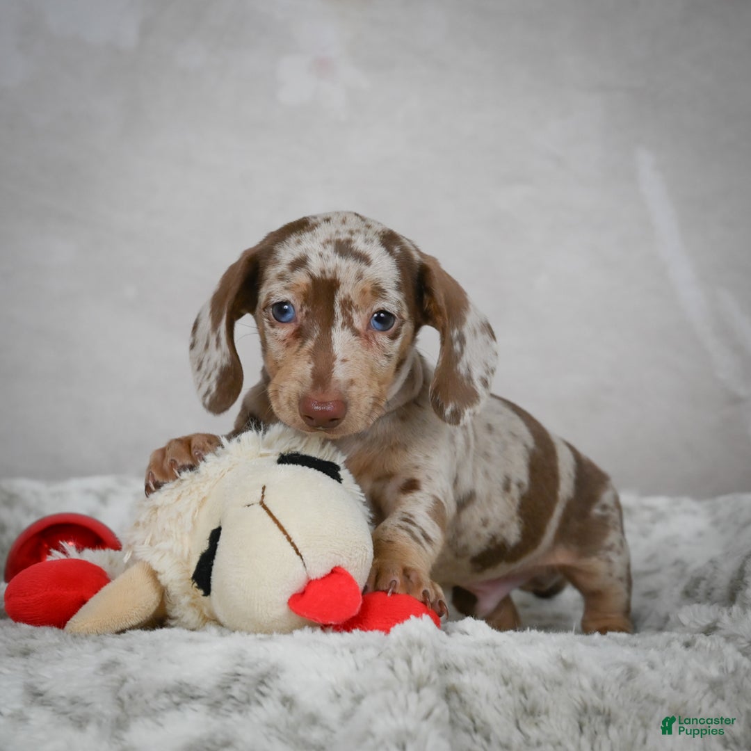 Miniature Dachshund dogs for sale: Hazel - Ad 16
