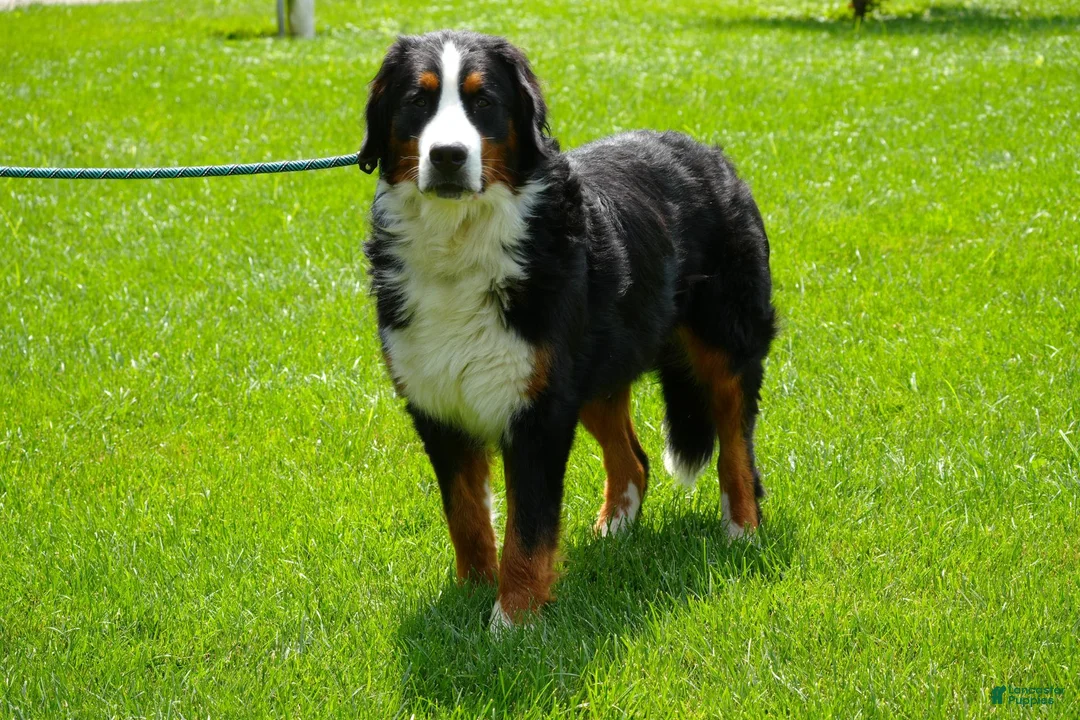 Bernedoodle dogs for sale: Bernedoodle 4 - Ad 5