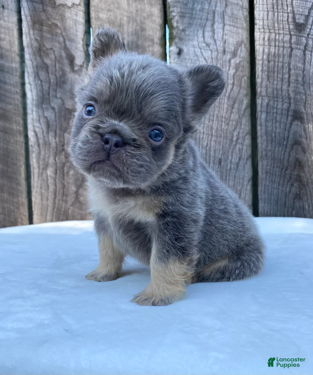 French Bulldog dogs for sale: Champ - Ad 2
