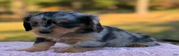 Miniature Dachshund dogs for sale: Eclipse - Ad 4