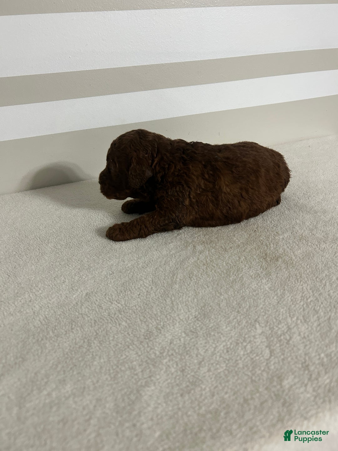 Mini Goldendoodle dogs for sale: Cameron - Ad 2