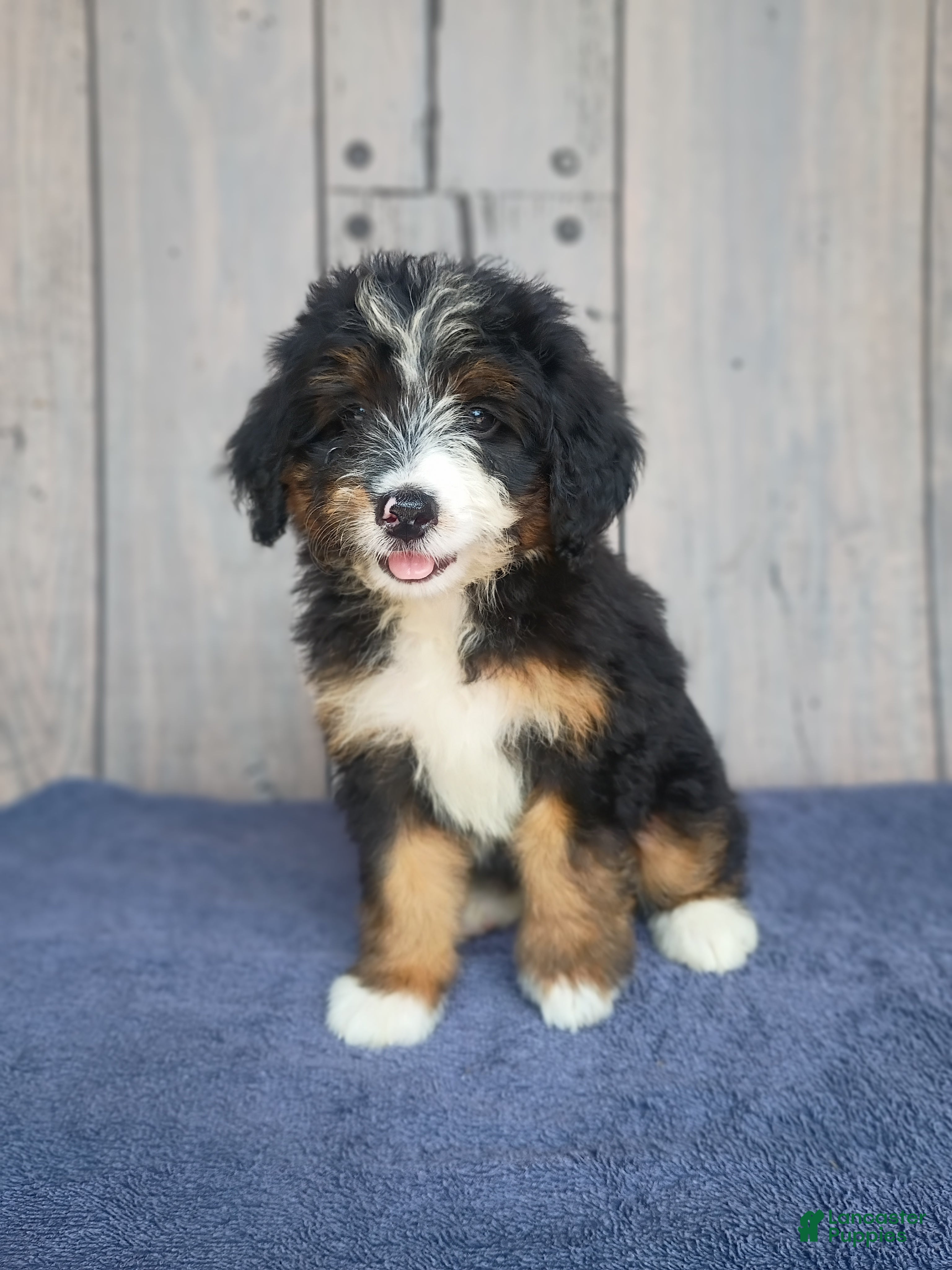 Mini Bernedoodle dogs Lola - Ad 2