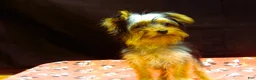 Yorkshire Terrier dogs for sale: Yorkshire Terrier 2 - Ad 4