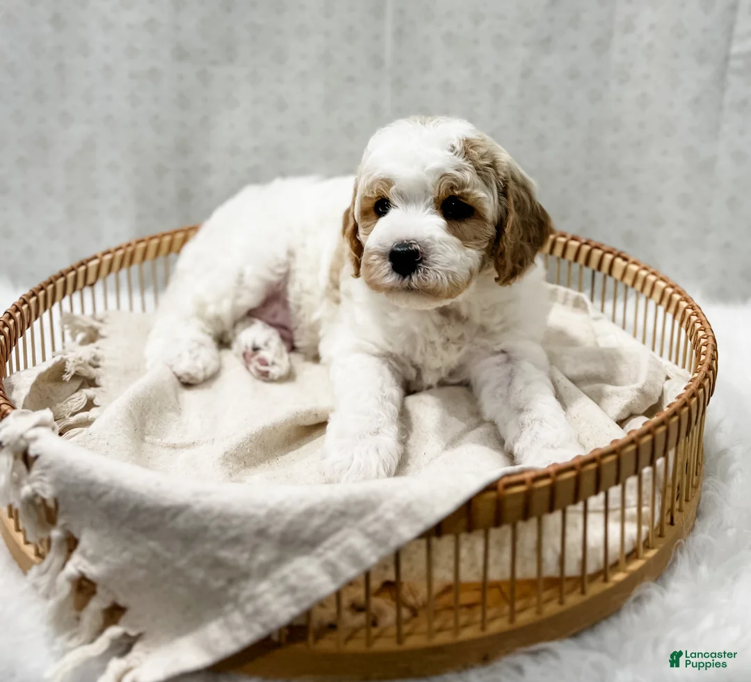 Cavapoo dogs for sale: River - Ad 5