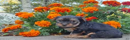 Yorkshire Terrier dogs for sale: Molly - Ad 2