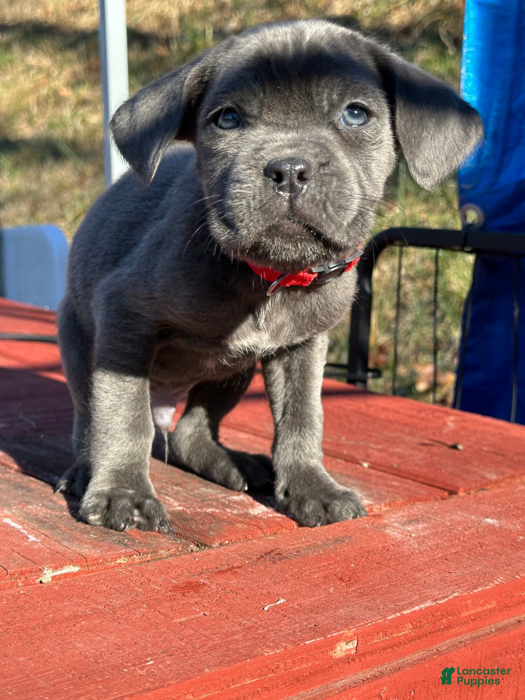 Cane Corso dogs for sale: Ash - Ad 1