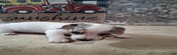 Miniature Dachshund dogs for sale: Blueberry - Ad 5
