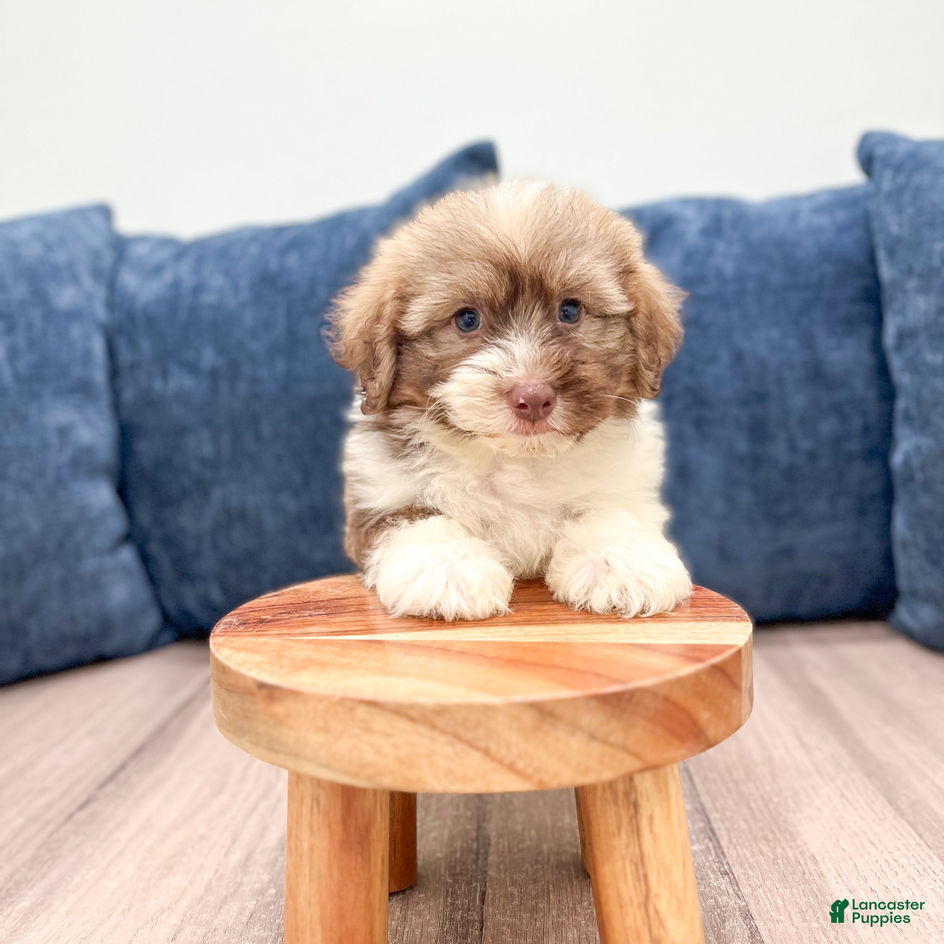 Havanese dogs Ezra - Ad 2