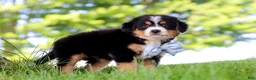 Mini Bernedoodle dogs for sale: Jimminy Cricket - Ad 4