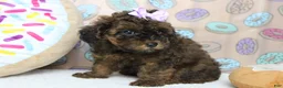 Cavapoo dogs for sale: Ella - Ad 4