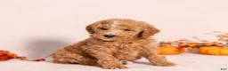 Miniature Poodle dogs for sale: Optimus Prime - Ad 4