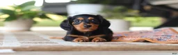 Miniature Dachshund dogs for sale: Arthur  - Ad 4