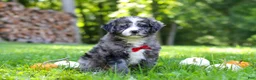 Bernedoodle dogs for sale: Chester - Ad 4