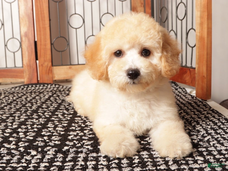 Bichpoo dogs Nova Shy Poochon  - Ad 2