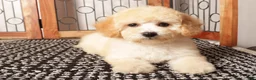 Bichpoo dogs for sale: Nova Shy Poochon  - Ad 2