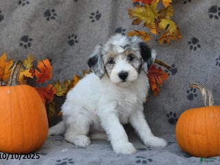 Saint Berdoodles dogs - Ad 3