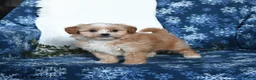 Shihpoo dogs for sale: Windson - Ad 1