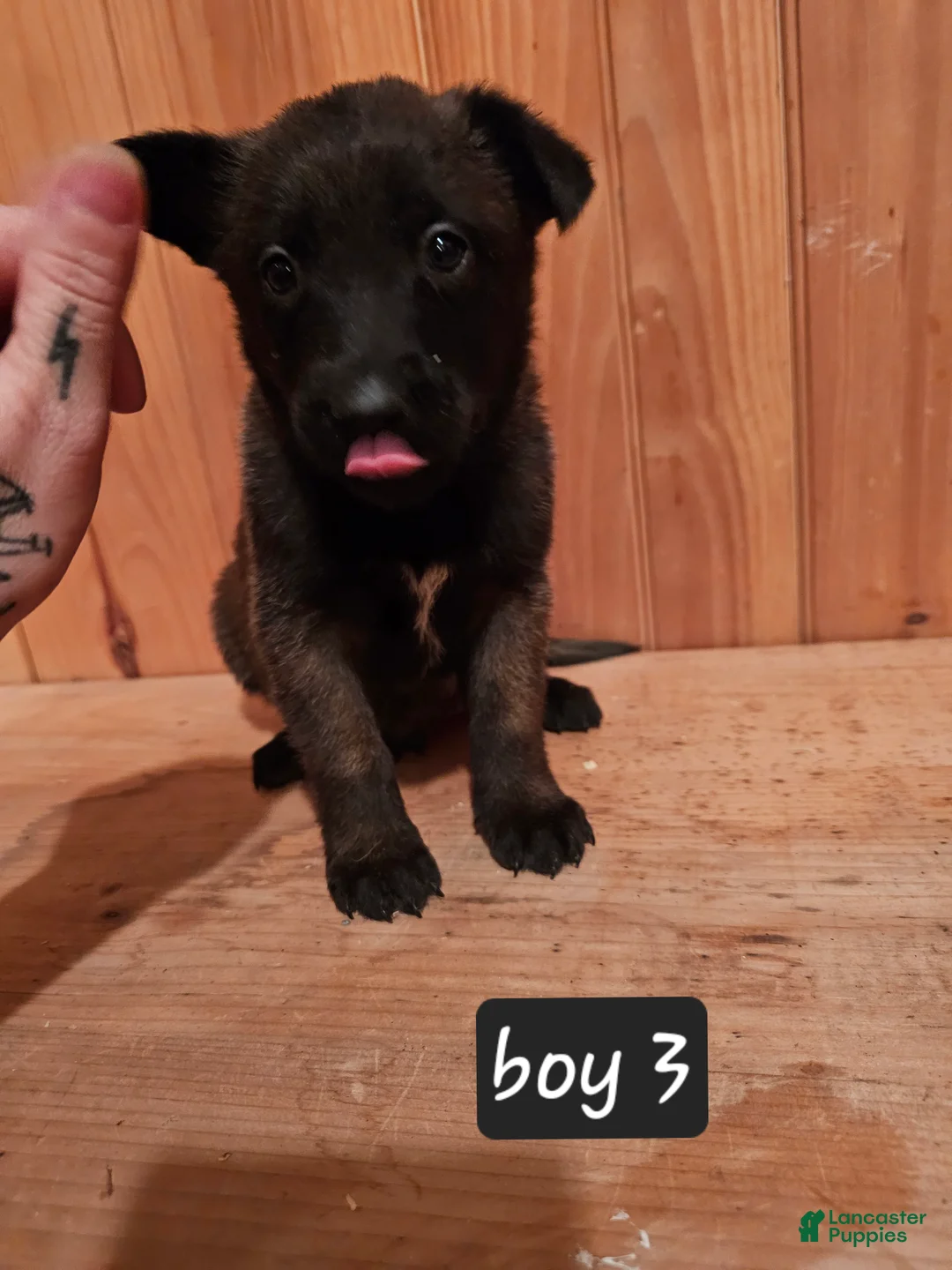 Belgian Malinois dogs for sale: Belgian Malinois Puppy 3 - Ad 4