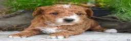 Mini Goldendoodle dogs for sale: Dolly Micro Goldendoodle  - Ad 2