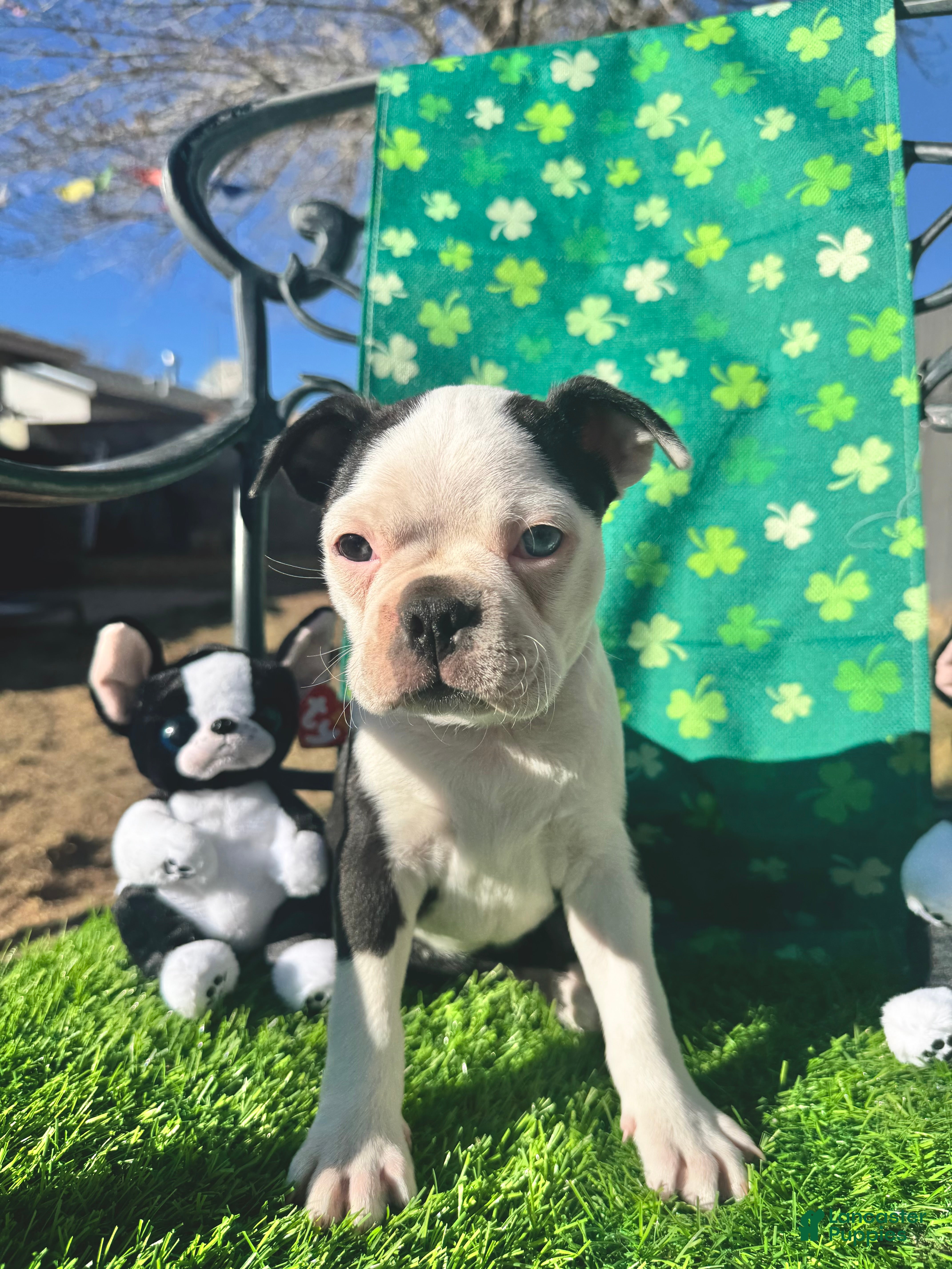 Boston Terrier dogs Boston Terrier Puppy 2 - Ad 1